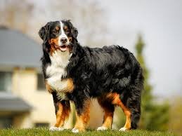 hunde rassen