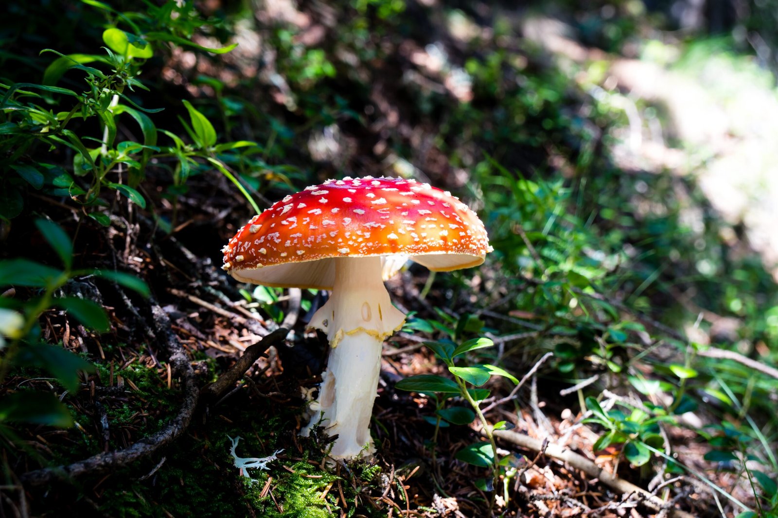 Fliegenpilz Pulver